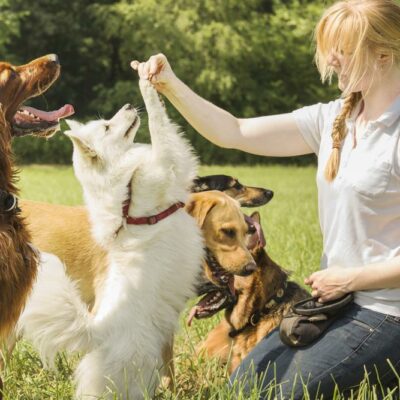 Most Effective Flea and Tick Protection for Dogs