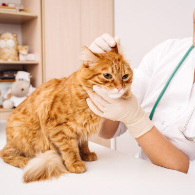 Top 6 Vet-Prescribed Medications for Pets