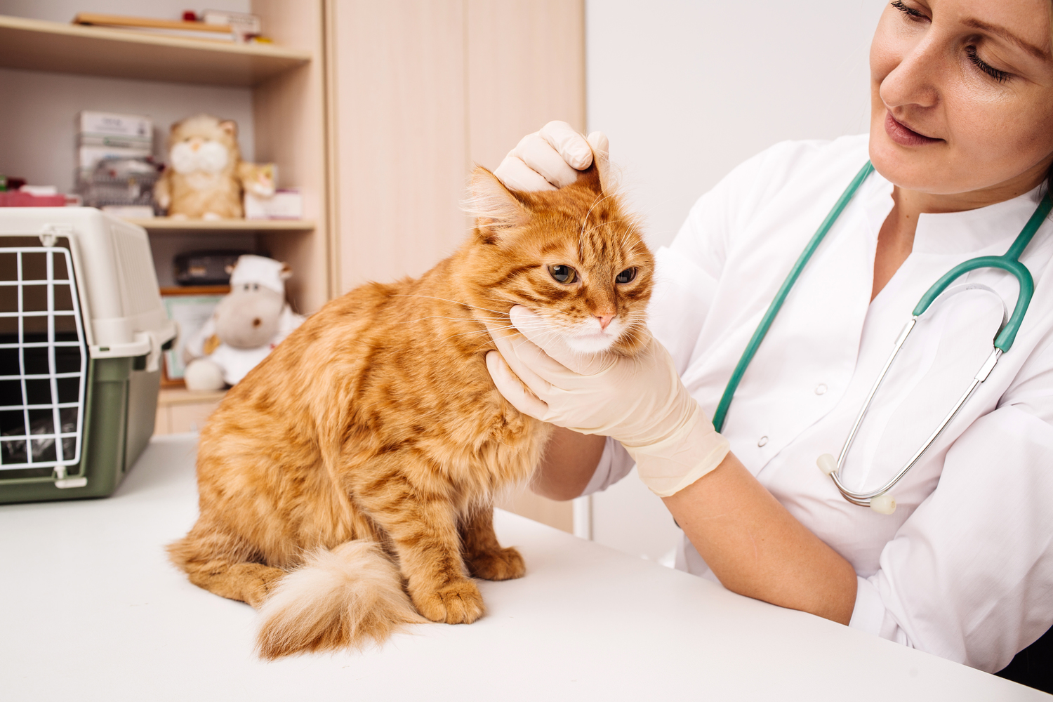 Top 6 Vet-Prescribed Medications for Pets