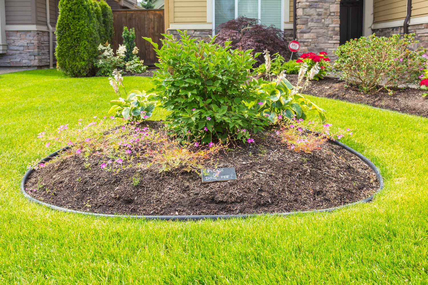 Tips for Green Grass Without Fertilizer