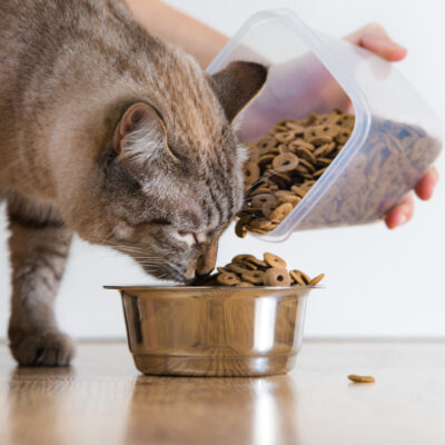 Tips for Healthy Cat Treating