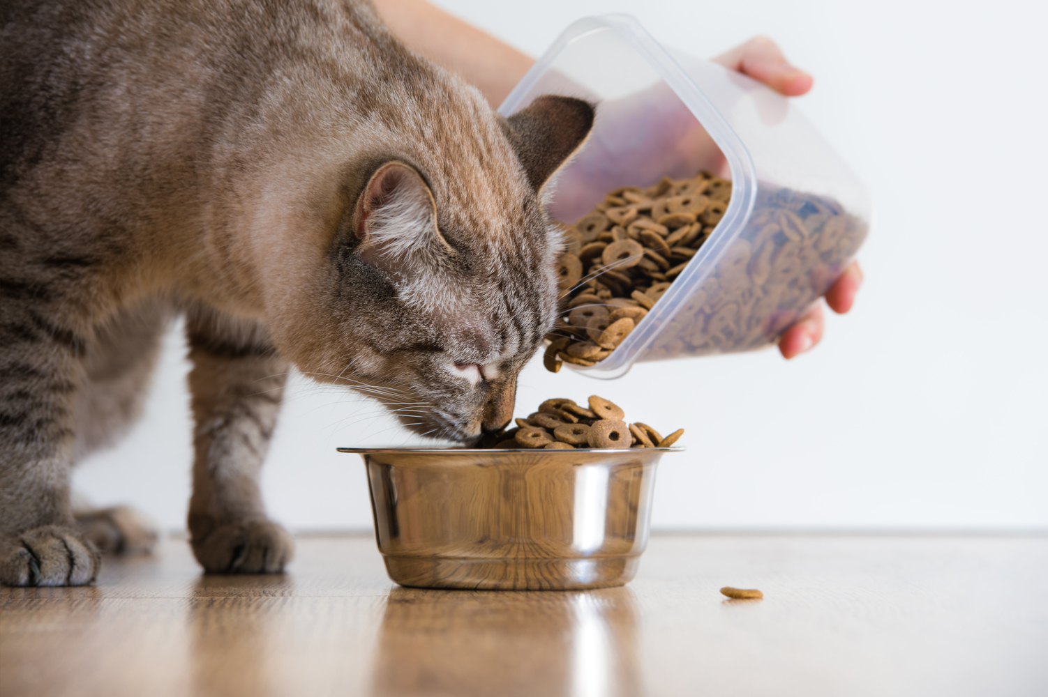 Tips for Healthy Cat Treating