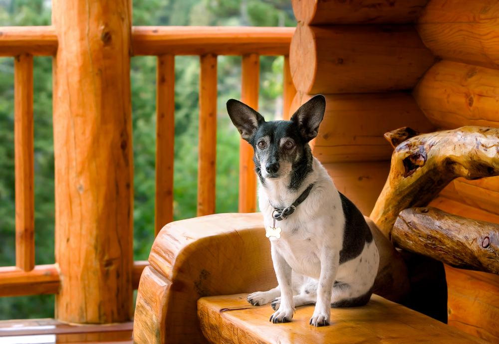 Top Pet-Friendly Hotels in the U.S.