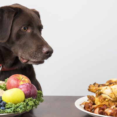 6 Safe Human Food for Dogs to Enjoy