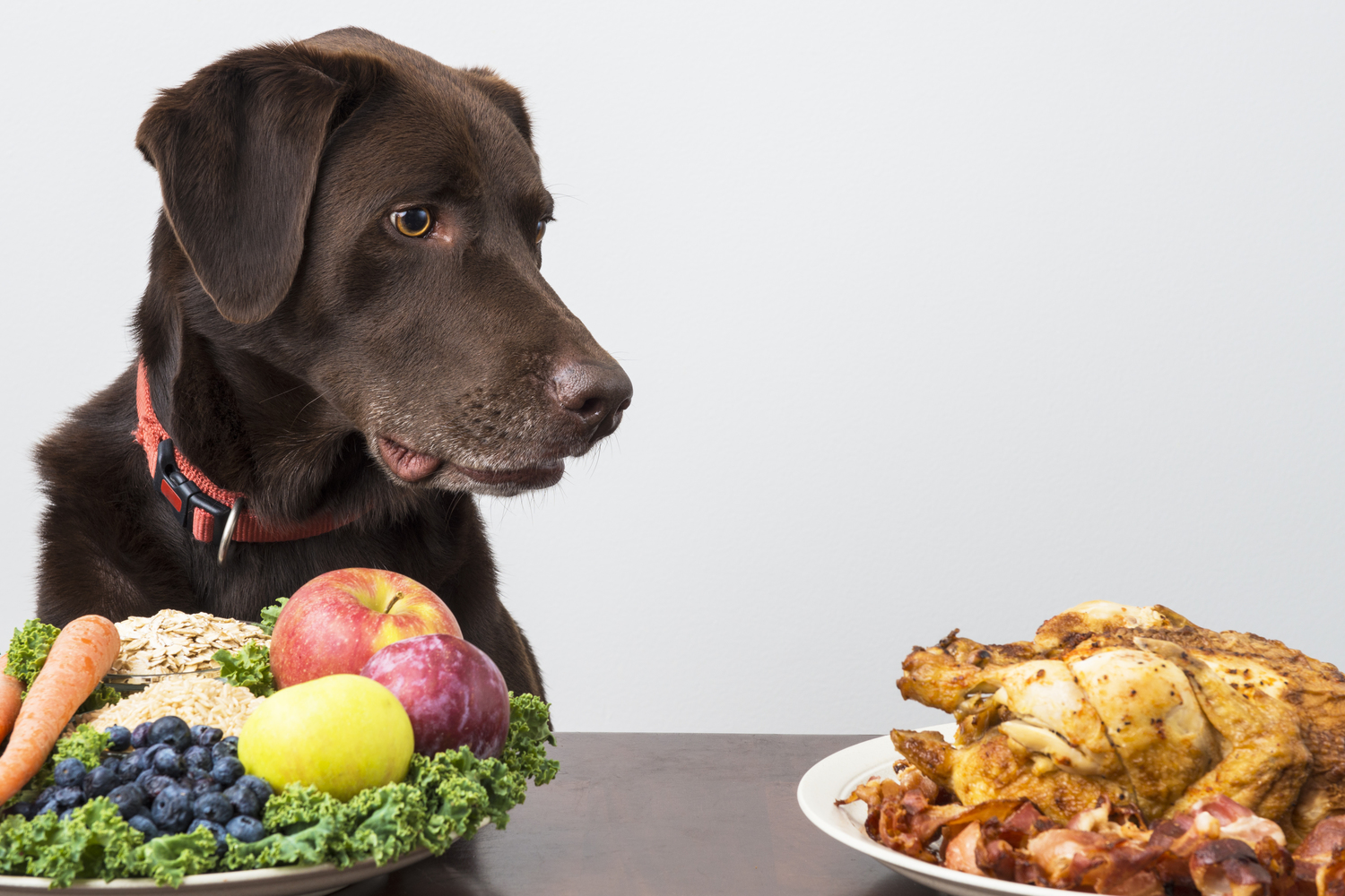 6 Safe Human Food for Dogs to Enjoy