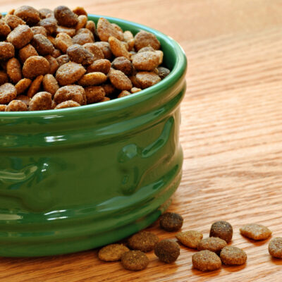 5 Safe Human Food for Cats to Enjoy