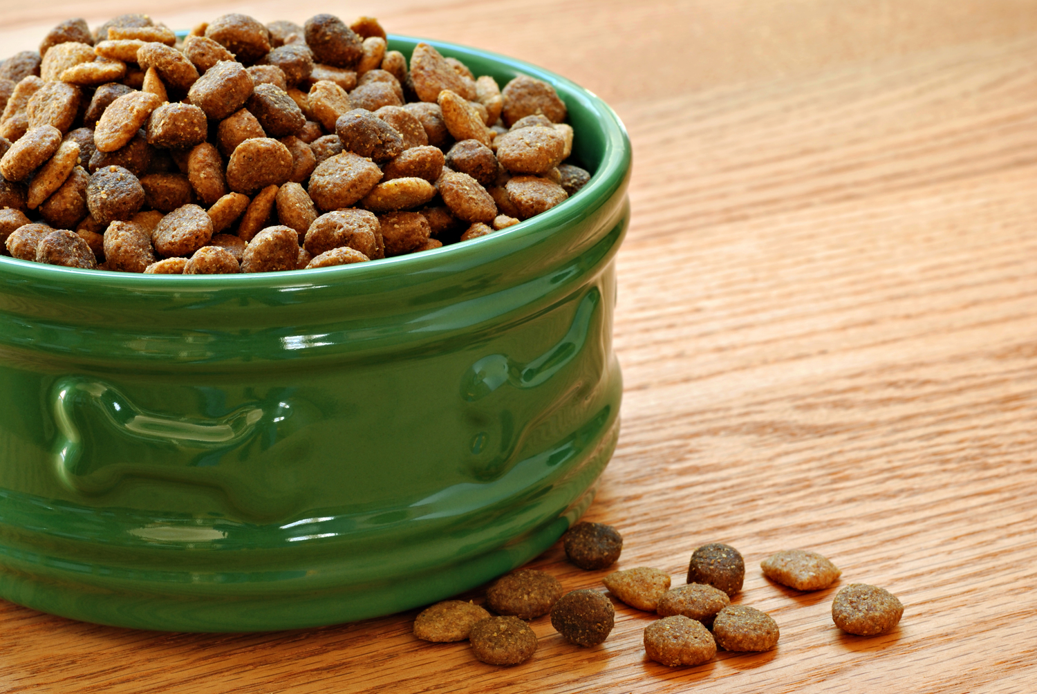 5 Safe Human Food for Cats to Enjoy