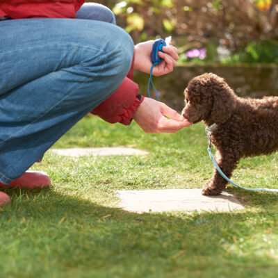 7 Dangerous Foods for Dogs