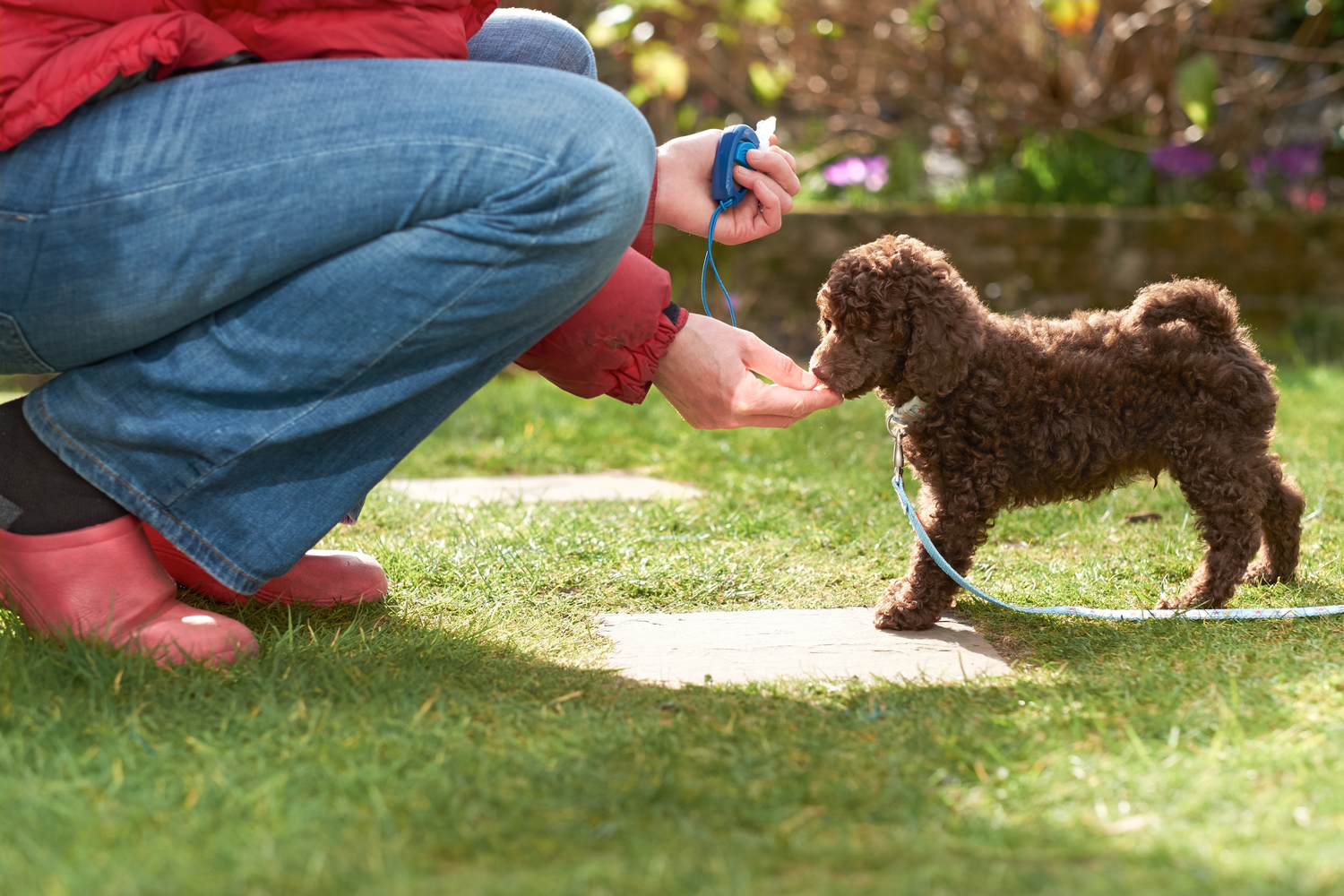 7 Dangerous Foods for Dogs