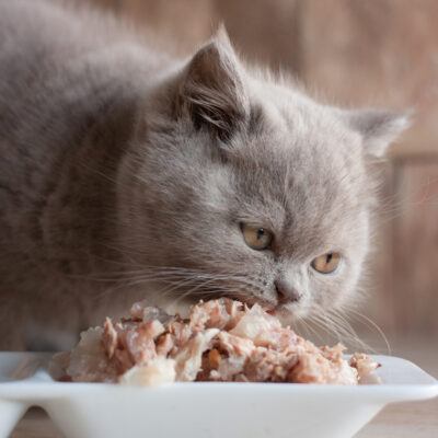 5 Toxic or Harmful Foods for Cats