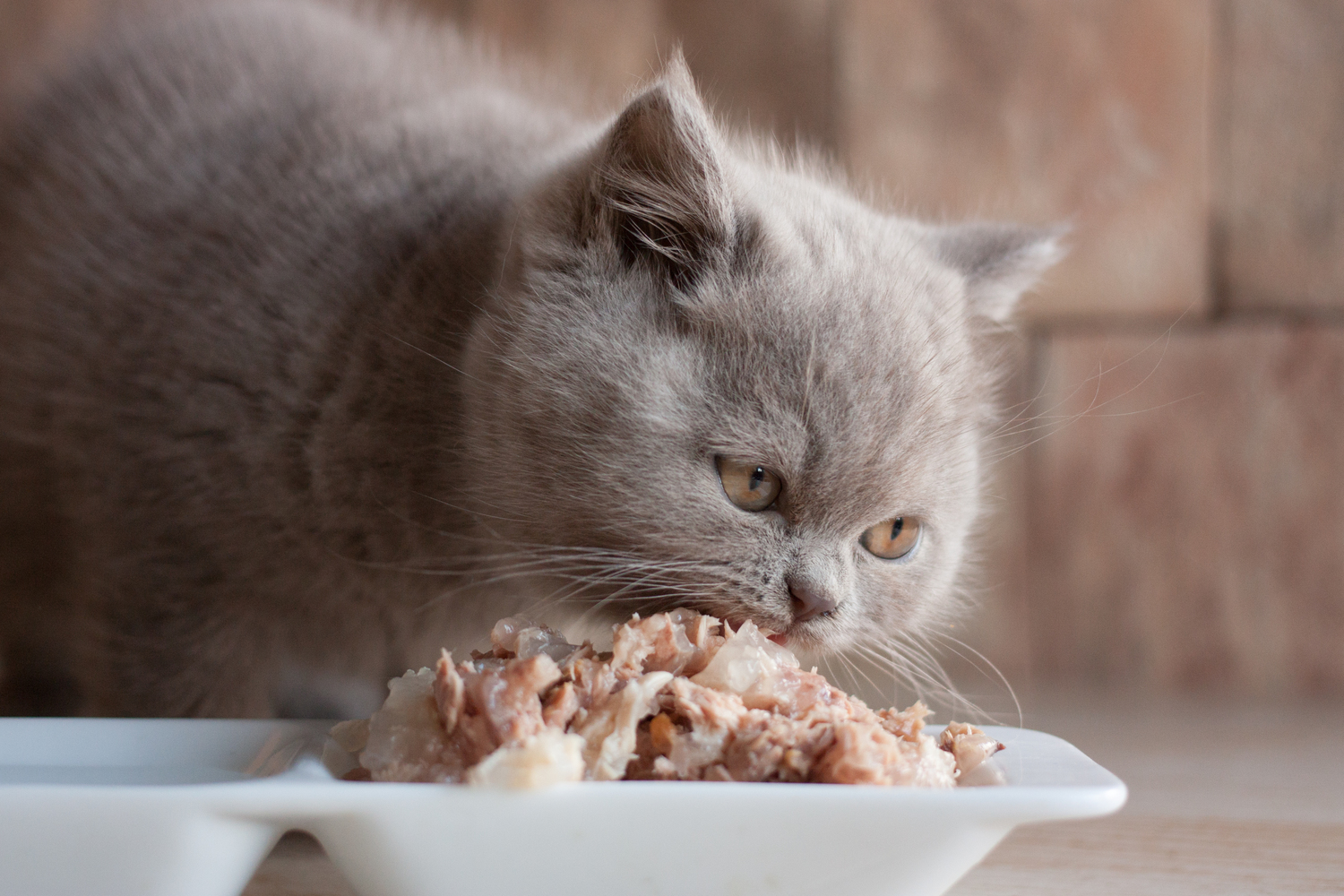 5 Toxic or Harmful Foods for Cats